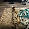 Harley is registered to the contest to win money with this photo: cat, spotted_cat, ottoman, blanket, living_room, flooring, electronics, tv_stand, relaxing, pet, feline, striped_tail, wood_floor, indoor, cozy, resting, modern, entertainment_center, cable, home