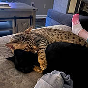 Harley is registered to the contest to win money with this photo: cat, sleeping, cuddle, black_cat, spotted_cat, pet, indoor, cozy, resting, animal, feline, paw, sock, foot, furniture, living_room, blanket, nap, cute, friendship