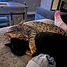 cat, sleeping, cuddle, black_cat, spotted_cat, pet, indoor, cozy, resting, animal, feline, paw, sock, foot, furniture, living_room, blanket, nap, cute, friendship