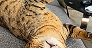 Harley joined the competition — help win amazing prizes! cat, tabby, pet, indoor, couch, stretching, yellow_eyes, fur, whiskers, paw, relaxed, living_room, furniture, cozy, upside_down, curious, closeup, animal, home, cute