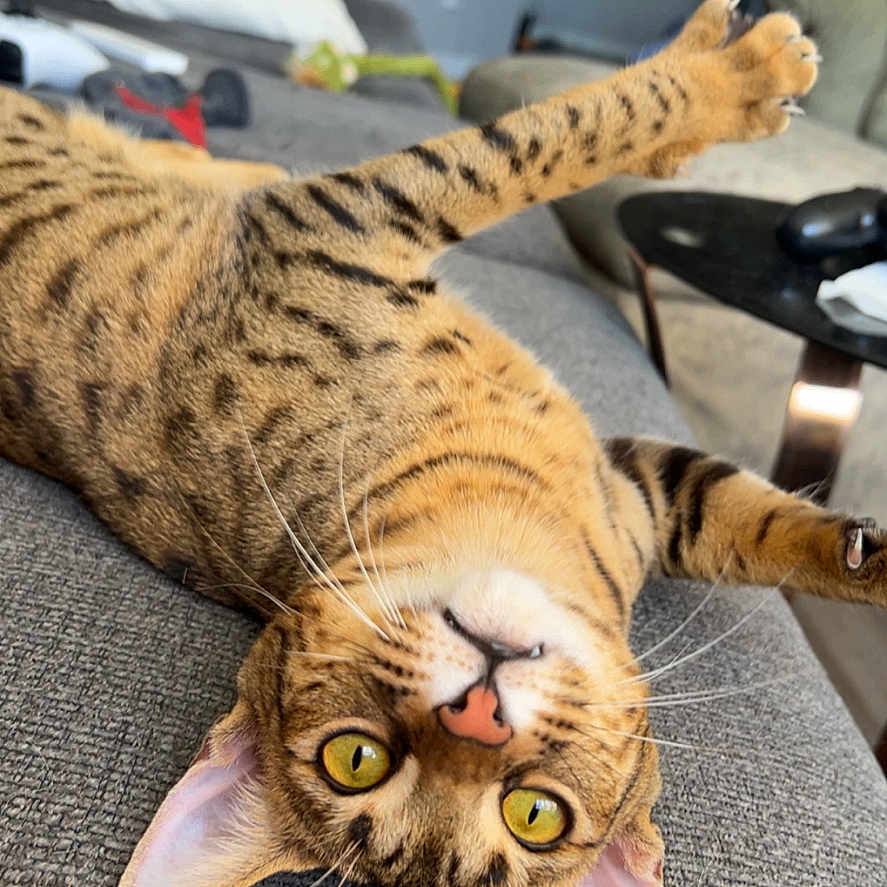 Harley