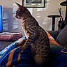 Harley joined the competition — help win amazing prizes! cat, spotted_cat, pet, blanket, couch, living_room, framed_picture, painting, window_shadows, cat_tree, furniture, cozy, indoor, side_view, animal, domestic_cat, relaxing, soft_light, person_legs, patterned_fur