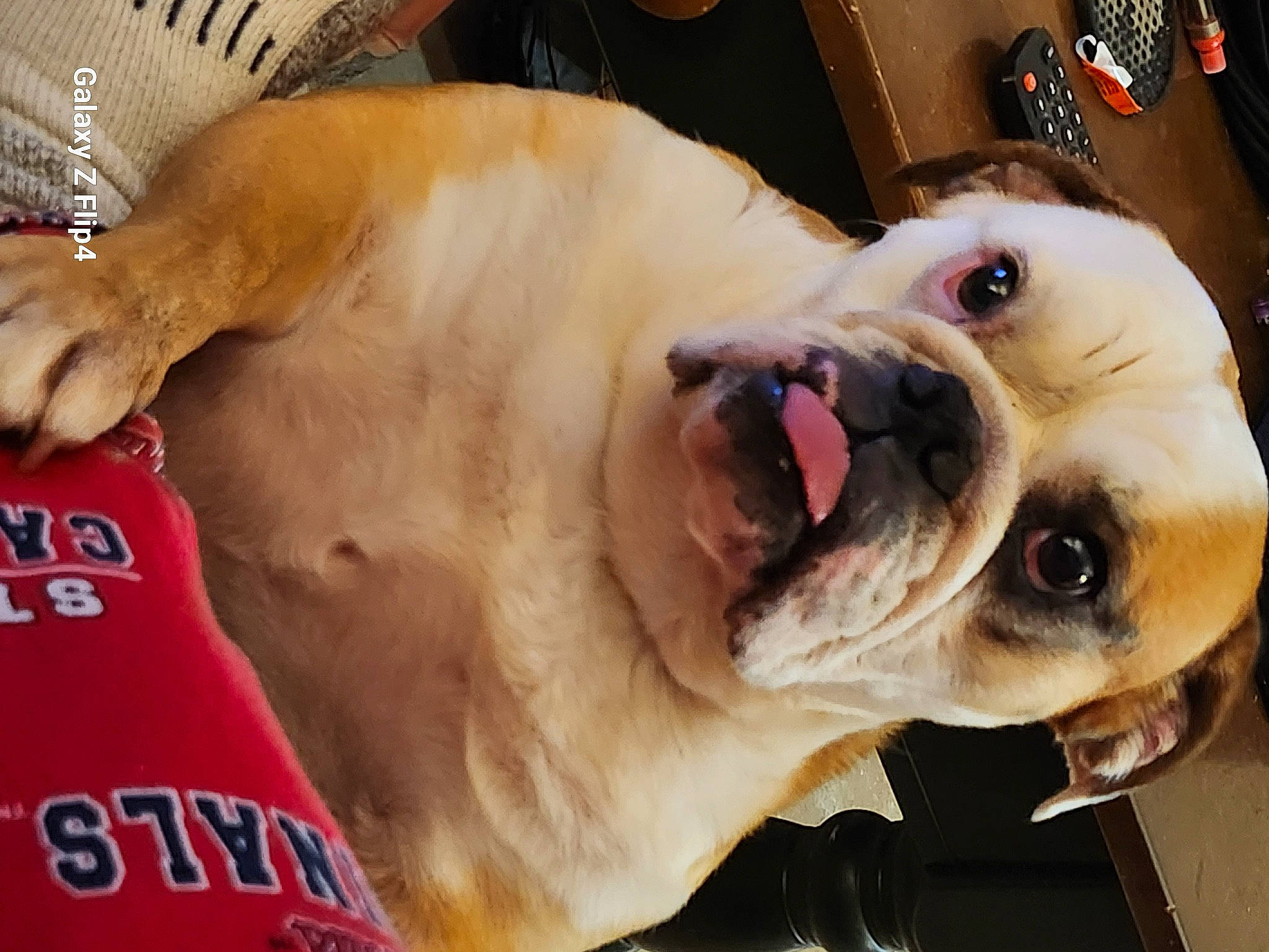 Faith joined the competition — help win amazing prizes! carnivore, collar, companion_dog, dog, dog_breed, dog_collar, ear, eyewear, fawn, glasses, head, leash, pet_supply, selfie, snout, sporting_group, sunglasses, whiskers, working_animal, wrinkle