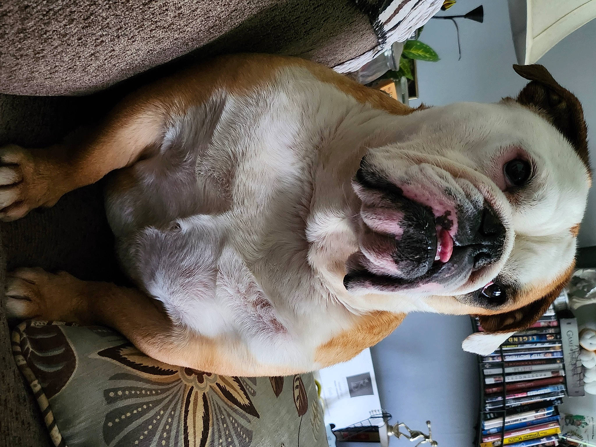 Faith joined the competition — help win amazing prizes! canidae, carnivore, collar, companion_dog, dog, dog_breed, dog_collar, dog_supply, ear, eyewear, fang, fawn, fur, jaw, liver, pet_supply, snout, sporting_group, whiskers, working_animal