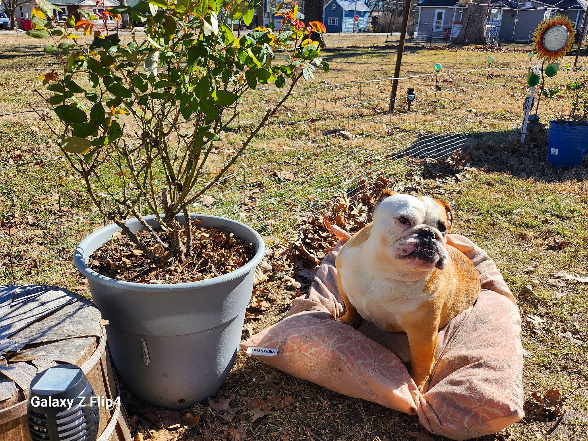 Faith joined the competition — help win amazing prizes! annual_plant, backyard, canidae, carnivore, companion_dog, dog, dog_breed, fawn, flower, flowerpot, garden, grass, herb, houseplant, landscape, outdoor_furniture, plant, soil, sporting_group, yard