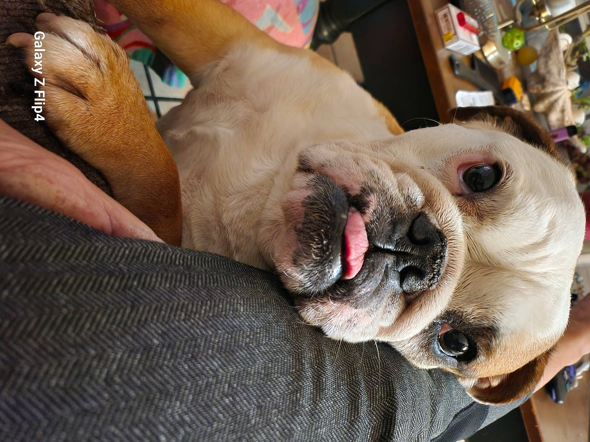 Faith joined the competition — help win amazing prizes! canidae, carnivore, collar, companion_dog, dog, dog_breed, dog_collar, dog_supply, ear, eyewear, fawn, fur, leash, nail, snout, sporting_group, sunglasses, whiskers, working_animal, wrinkle