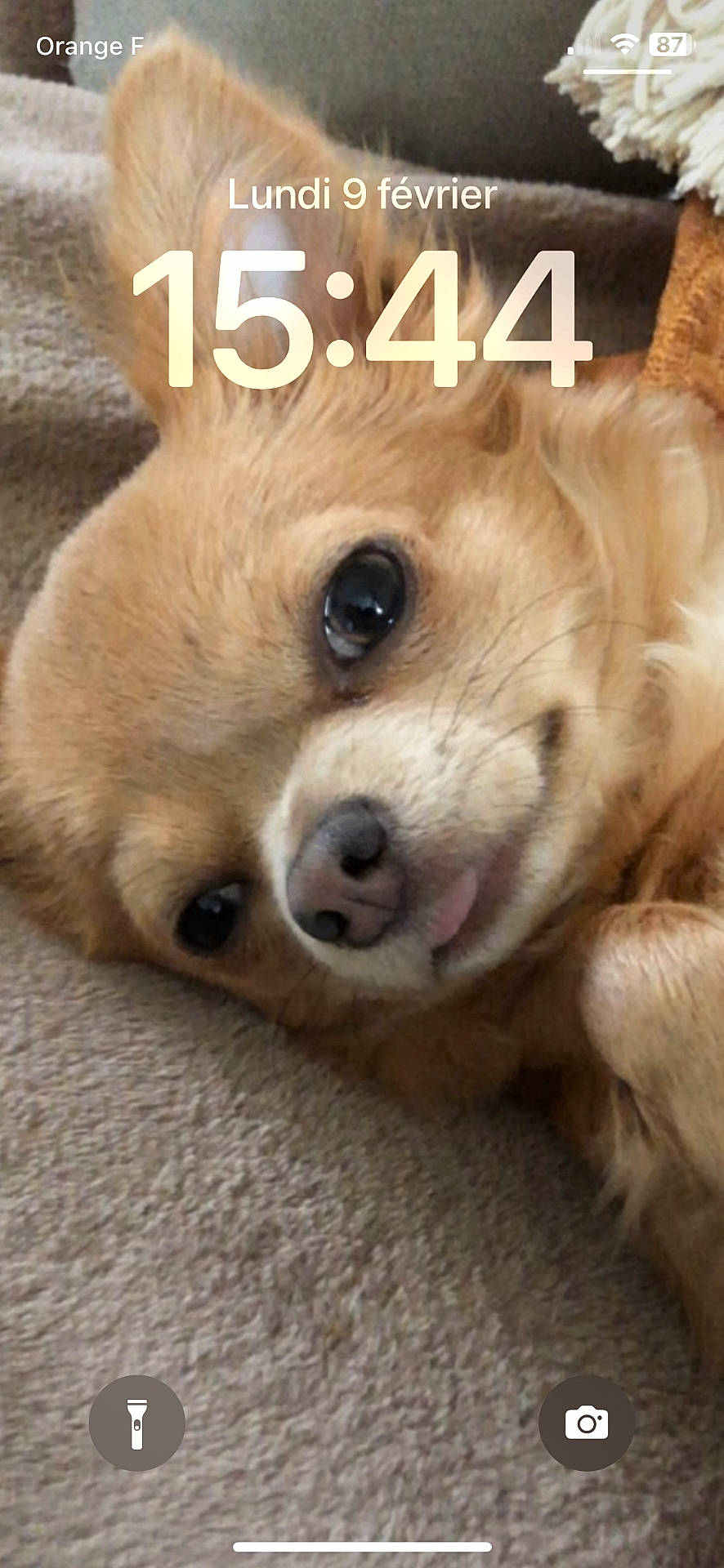 brown_fur, carpet, close_up, cute, dog, eyes, fluffy, golden_dog, golden_fur, home, indoor, lock_screen, lying_down, nose, paws, pet, phone_screenshot, portrait, relaxed, tongue