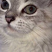 Diva participe au concours pour gagner de l'argent avec cette photo : adorable, animal, blue_eyes, cat, close_up, feline, fluffy_cat, fur, gray_fur, indoors, nose, pastel_background, pet, photography, portrait, soft_lighting, surprised_expression, whiskers, white_fur, wide_eyes