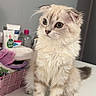 Diva participe au concours pour gagner de l'argent avec cette photo : basket, bathroom, cat, countertop, cream_colored, cute, eyes, face, fluffy, folded_ears, indoor, kitten, long_hair, paws, pet, portrait, sitting, tail, toiletries, whiskers