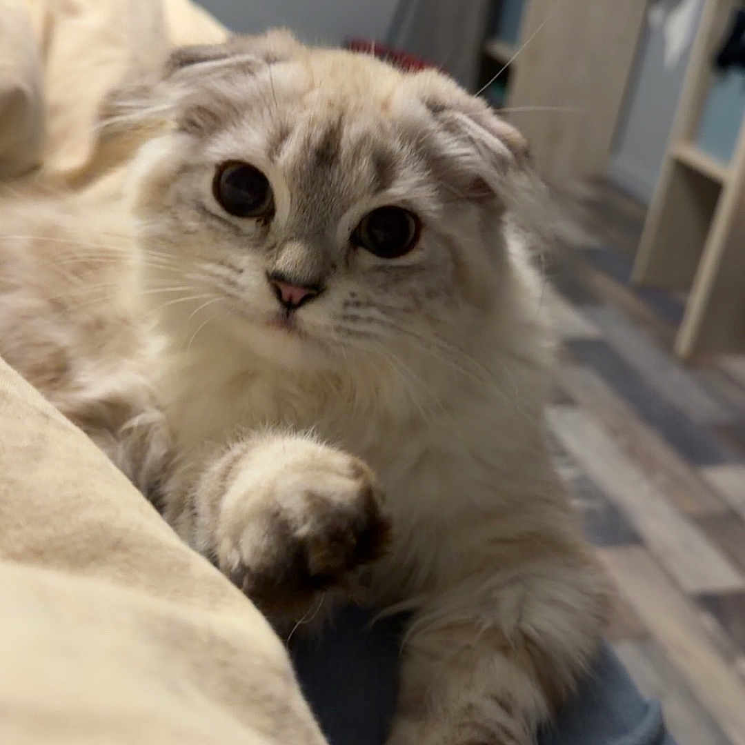 Diva