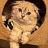 Diva a rejoint le concours — aidez-le/la à gagner de superbes lots ! animal, cat, cat_bed, cozy, cream_colored, cute, eyes, face, fluffy, folded_ears, indoor, kitten, long_hair, paw_dangling, paws, pet, portrait, relaxed, tunnel, whiskers