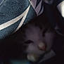 Libby joined the competition — help win amazing prizes! animal, blur, camouflage, cat, closeup, cozy, cute, dark, fabric, fur, hidden, indoor, mystery, pattern, pet, resting, shadow, sleepy, soft, whiskers