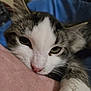 Libby is registered to the contest to win money with this photo: animal, cat, close_up, companion, cozy, cute, domestic_animal, face, feline, fur, human_arm, indoor, paw, pet, pink_nose, relaxed, resting, sleepy, tabby, whiskers