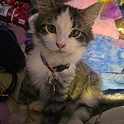 Libby joined the competition — help win amazing prizes! animal, bed, blanket, cat, collar, curious, cute, domestic_cat, ears, eyes, feline, fur, indoor, kitten, pet, pink_nose, sitting, toy, whiskers, young