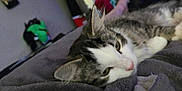 Libby is registered to the contest to win money with this photo: animal, bed, blanket, blurred_background, cat, ceiling_fan, comfort, cozy, domestic_animal, feline, fur, indoor, living_room, pet, relaxed, resting, sleepy, soft_texture, tabby_cat, white_cat