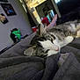 animal, bed, blanket, blurred_background, cat, ceiling_fan, comfort, cozy, domestic_animal, feline, fur, indoor, living_room, pet, relaxed, resting, sleepy, soft_texture, tabby_cat, white_cat