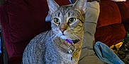Lilith joined the competition — help win amazing prizes! alert, cat, collar, couch, curious, decor, domestic_animal, feline, furniture, gray_pillow, home, indoor, living_room, pet, pillow, red_couch, seated, skull_art, tabby, wall_art