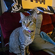 Lilith is registered to the contest to win money with this photo: alert, cat, collar, couch, curious, decor, domestic_animal, feline, furniture, gray_pillow, home, indoor, living_room, pet, pillow, red_couch, seated, skull_art, tabby, wall_art