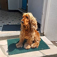 Sia participe au concours pour gagner de l'argent avec cette photo : animal, brick_wall, cocker_spaniel, companion, curious, curly_fur, dog, doormat, doorway, furry, home, outdoor, pavement, pet, quiet, shadow, sitting, sunlight, tile_floor, window