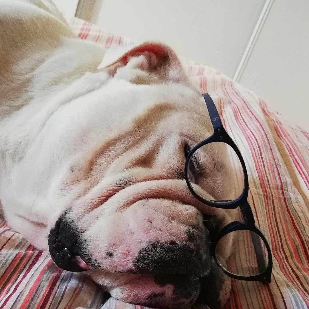 Gégé participe au concours pour gagner de l'argent avec cette photo : carnivore, collar, comfort, companion_dog, dog, dog_breed, fawn, foot, fur, grey, linens, liver, nap, snout, sporting_group, terrestrial_animal, whiskers, wood, working_animal, wrinkle