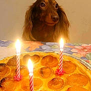 Tess participe au concours pour gagner de l'argent avec cette photo : dog, long_hair, birthday_candles, cake, apricot_tart, tablecloth, celebration, dessert, food, pet, animal, indoor, portrait, cute, waiting, eyes, face, fur, brown, candle_flame