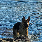 Famas a rejoint le concours — aidez-le/la à gagner de superbes lots ! animal, canine, daylight, dog, fetch, german_shepherd, grass, lake, mammal, nature, outdoor, pet, playful, riverbank, rock, splash, stick, summer, water, wildlife