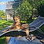 Famas a rejoint le concours — aidez-le/la à gagner de superbes lots ! animal, blue_sky, daylight, dog, garden, german_shepherd, gloves, grass, house, leaves, outdoor_chair, pet, relaxing, shade, sign, summer, sunlight, tongue_out, tree, wooden_fence