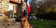Famas participe au concours pour gagner de l'argent avec cette photo : blue_sky, canine, daylight, dog, flagpole, flags, german_shepherd, grass, gravel, guard, house, nature, outdoor, pet, rural, shadow, sitting, stone_house, trees, window