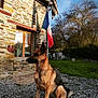 blue_sky, canine, daylight, dog, flagpole, flags, german_shepherd, grass, gravel, guard, house, nature, outdoor, pet, rural, shadow, sitting, stone_house, trees, window