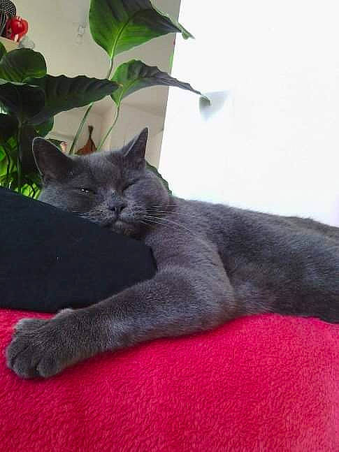 Moquette participe au concours pour gagner de l'argent avec cette photo : black_cat, carnivore, cat, claw, comfort, domestic_short_haired_cat, felidae, flowerpot, fur, grey, houseplant, paw, plant, russian_blue, sitting, small_to_medium_sized_cats, tail, terrestrial_animal, whiskers