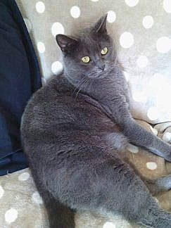 Moquette a rejoint le concours — aidez-le/la à gagner de superbes lots ! black_cat, carnivore, cat, claw, comfort, domestic_short_haired_cat, felidae, fur, grey, paw, russian_blue, sitting, small_to_medium_sized_cats, snout, tail, terrestrial_animal, whiskers