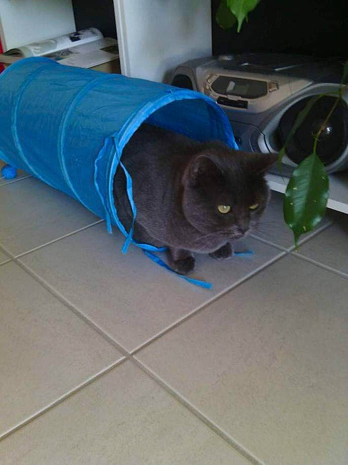 Moquette a rejoint le concours — aidez-le/la à gagner de superbes lots ! automotive_tire, carnivore, cat, comfort, domestic_short_haired_cat, electric_blue, felidae, floor, flooring, flowerpot, grey, houseplant, plant, rim, russian_blue, sleeve, small_to_medium_sized_cats, tail, tile_flooring, whiskers