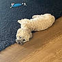 animal, black_rug, bunny_ears, carpet, cozy, cream_color, cute, dog, domestic, flooring, fluffy, home, indoor, lying_down, pet, plush_toy, resting, sleepy, toy, wooden_floor