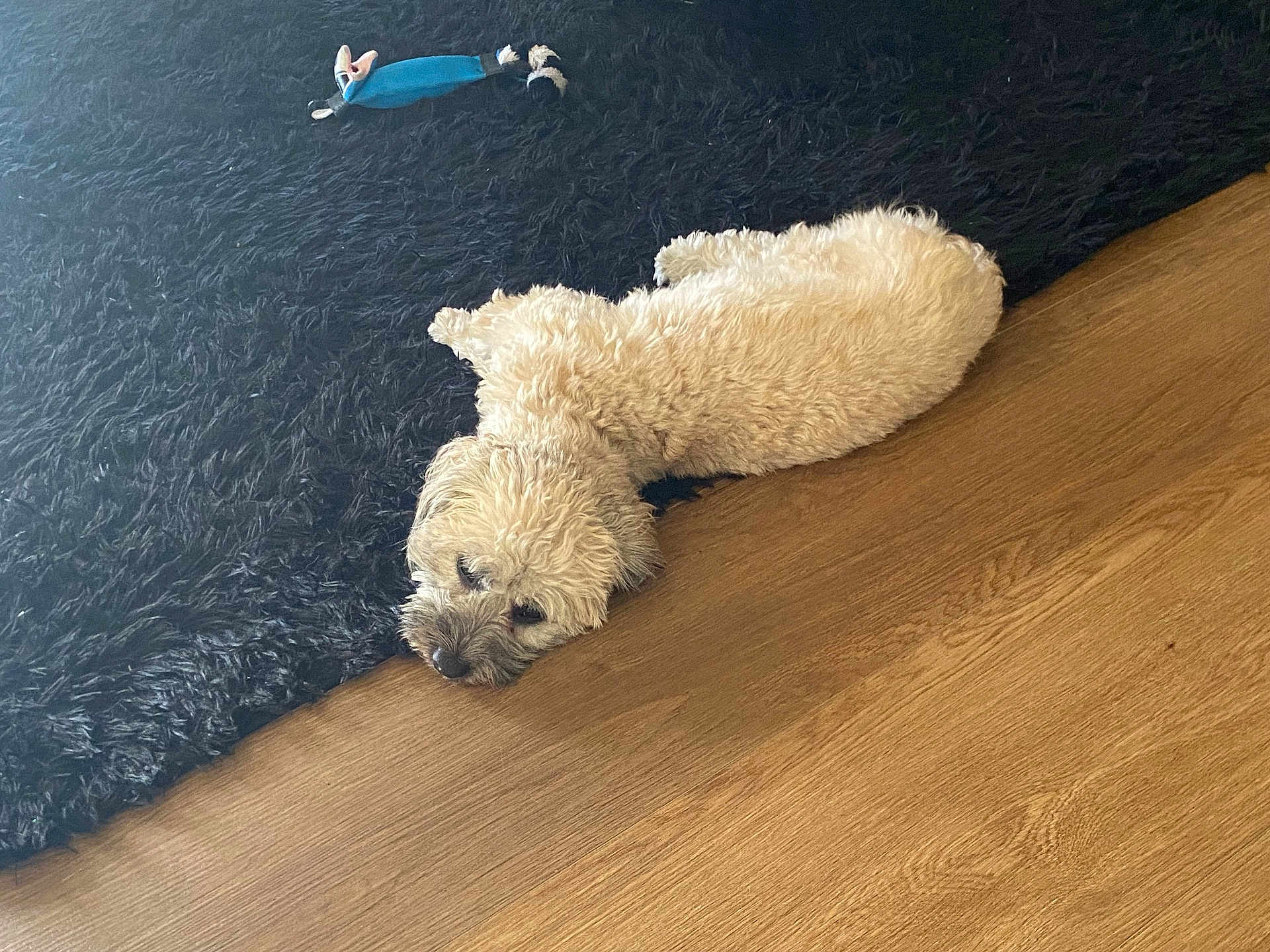 Darla