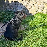 Volt a rejoint le concours — aidez-le/la à gagner de superbes lots ! dog, black_dog, leash, harness, grass, stone_wall, outdoor, sunlight, pet, animal, sitting, scruffy, fur, side_view, daylight, nature, canine, alert, calm, background