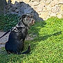dog, black_dog, leash, harness, grass, stone_wall, outdoor, sunlight, pet, animal, sitting, scruffy, fur, side_view, daylight, nature, canine, alert, calm, background