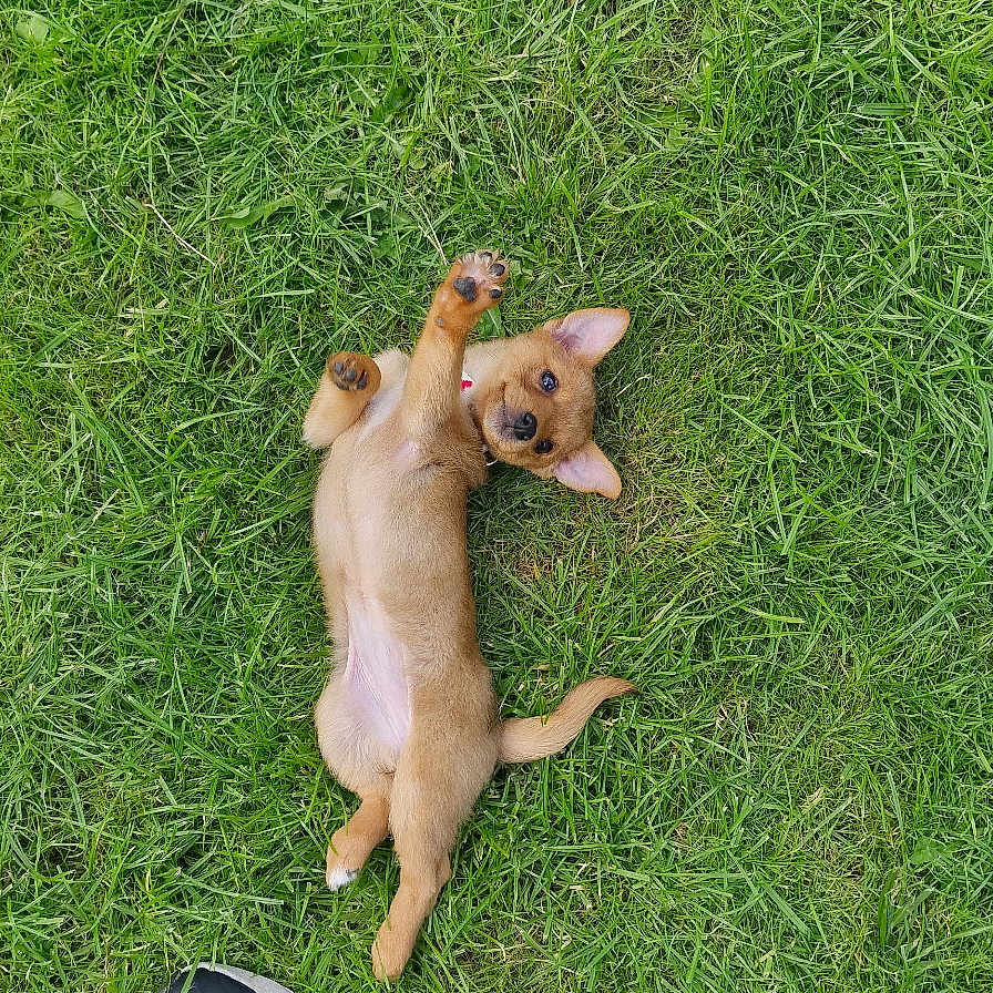 Autumn is registered to the contest to win money with this photo: animal, boy, canine, chihuahua, clothing, dog, footwear, grass, lawn, male, outdoors, person, pet, plant, puppy, runningshoe, sandal, shoe, sneaker, teen