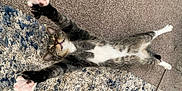 Mr Chill is registered to the contest to win money with this photo: cat, tabby, carpet, paw, stretching, playful, pet, indoor, fur, whiskers, claws, animal, cute, relaxing, pink_paw_pads, white_belly, ears, face, teeth, tongue