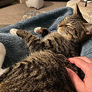 Mr Chill is registered to the contest to win money with this photo: cat, tabby_cat, pet, hand, blanket, indoor, cozy, relaxing, furniture, carpet, plant, couch, living_room, comfort, fur, whiskers, paw, human_hand, domestic_animal, resting