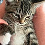 kitten, cat, tabby, paw, fur, close_up, pet, animal, cute, feline, whiskers, striped, young, legs, human, indoor, resting, soft, cozy, domestic