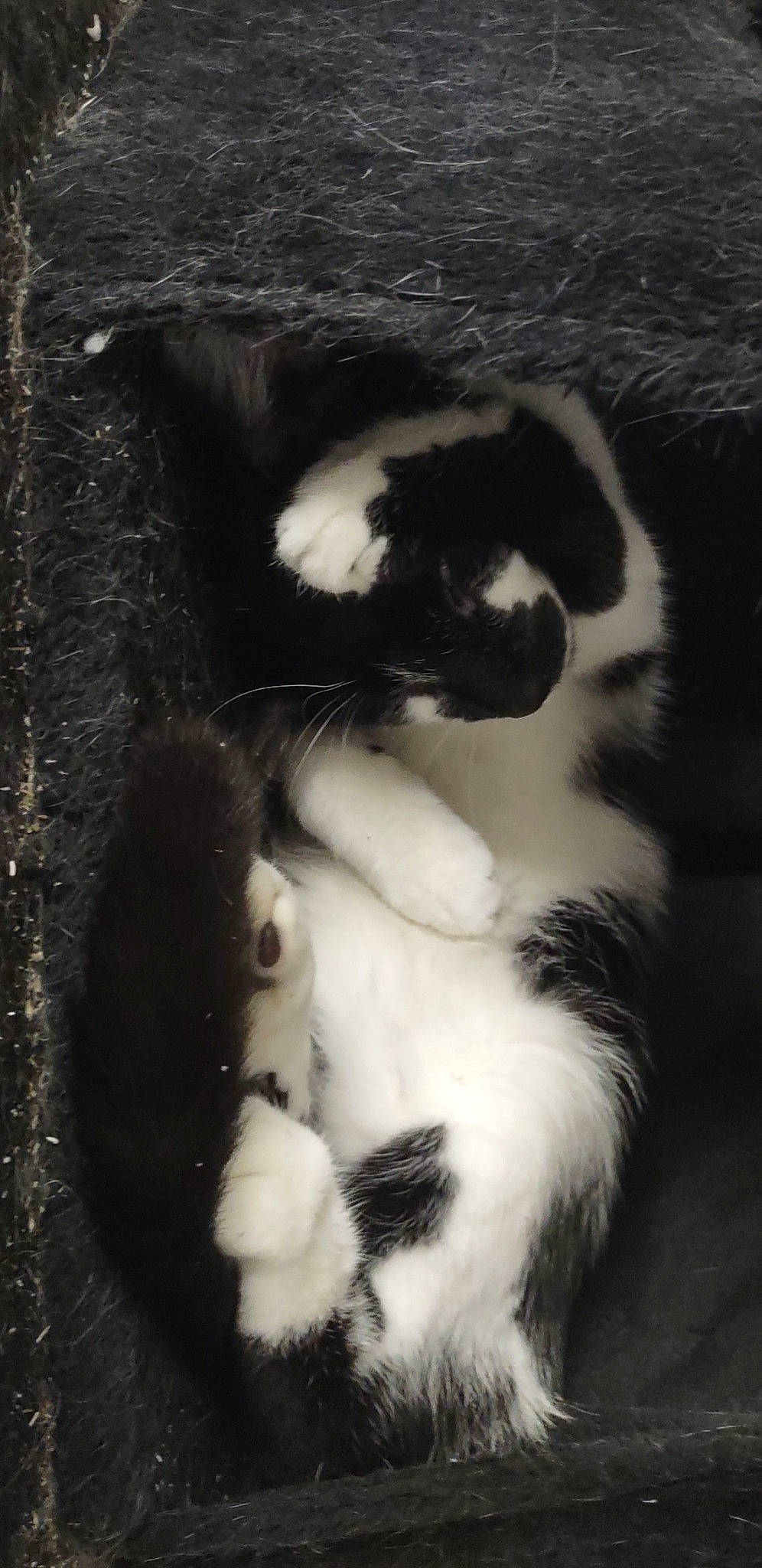 Harvey is registered to the contest to win money with this photo: carnivore, cat, claw, comfort, dog_breed, felidae, foot, fur, monochrome, monochrome_photography, paw, photo_caption, small_to_medium_sized_cats, snout, sporting_group, tail, terrestrial_animal, whiskers, window