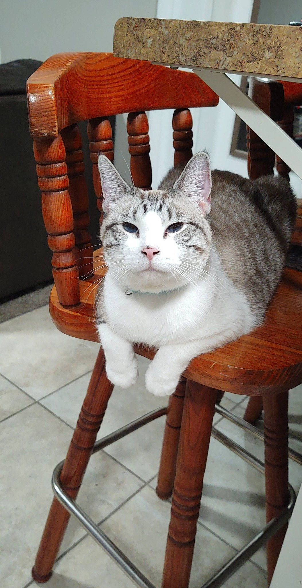 Luna is registered to the contest to win money with this photo: carnivore, cat, cat_supply, chair, comfort, domestic_short_haired_cat, felidae, flooring, fur, grey, hardwood, plant, small_to_medium_sized_cats, snout, tail, vertebrate, whiskers, white, window, wood