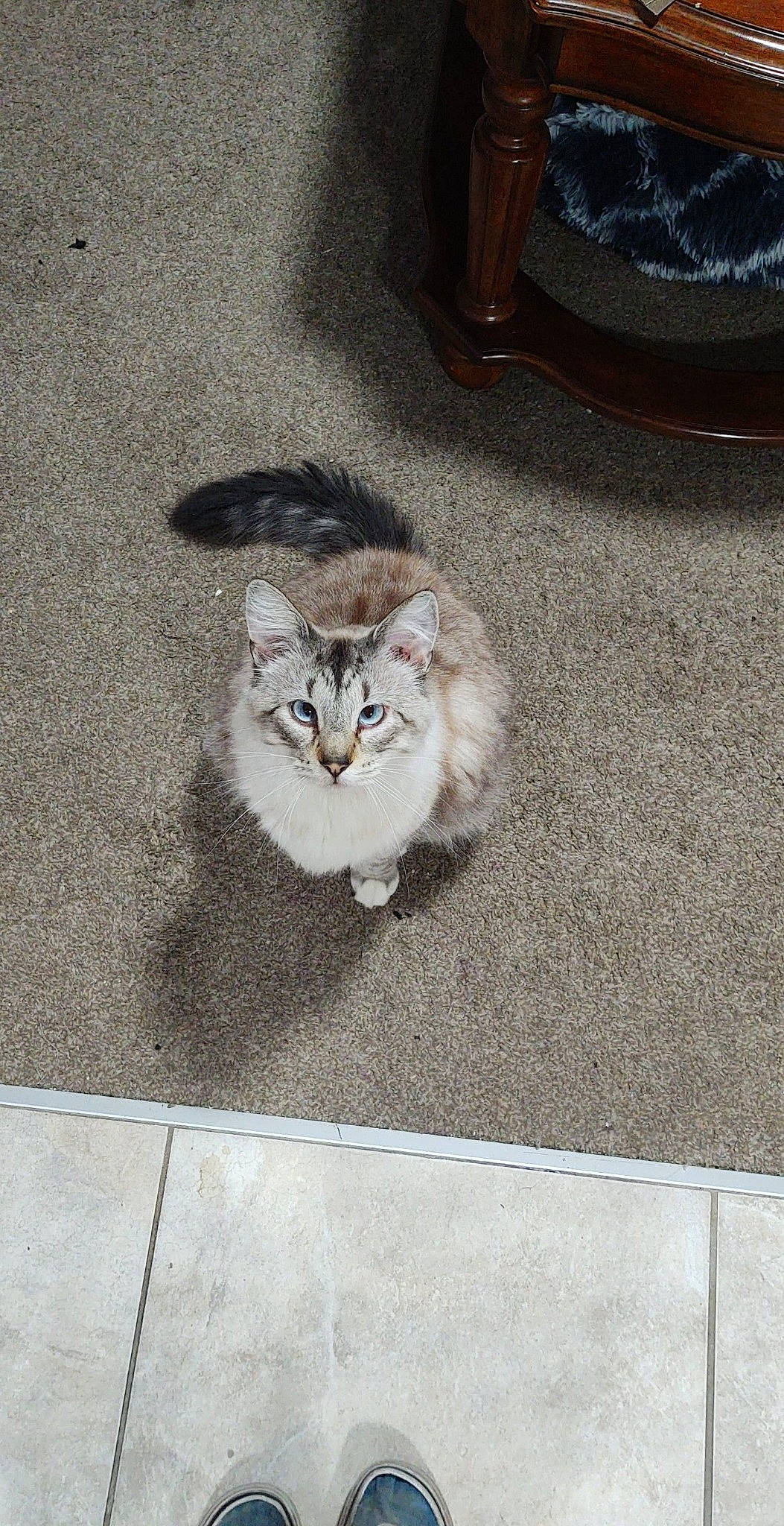 Griffin is registered to the contest to win money with this photo: asphalt, carnivore, cat, concrete, domestic_short_haired_cat, felidae, floor, flooring, fur, grey, paw, road, road_surface, sidewalk, small_to_medium_sized_cats, soil, tail, terrestrial_animal, whiskers, wood