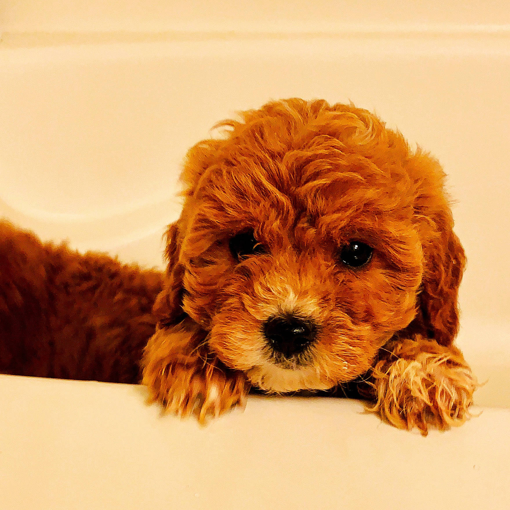 Scottie joined the competition — help win amazing prizes! barbet, canidae, carnivore, cavapoo, cockapoo, companion_dog, dog, dog_breed, goldendoodle, maltepoo, mammal, miniature_poodle, poodle, poodle_crossbreed, puppy, puppy_love, schnoodle, toy_dog, toy_poodle, vertebrate