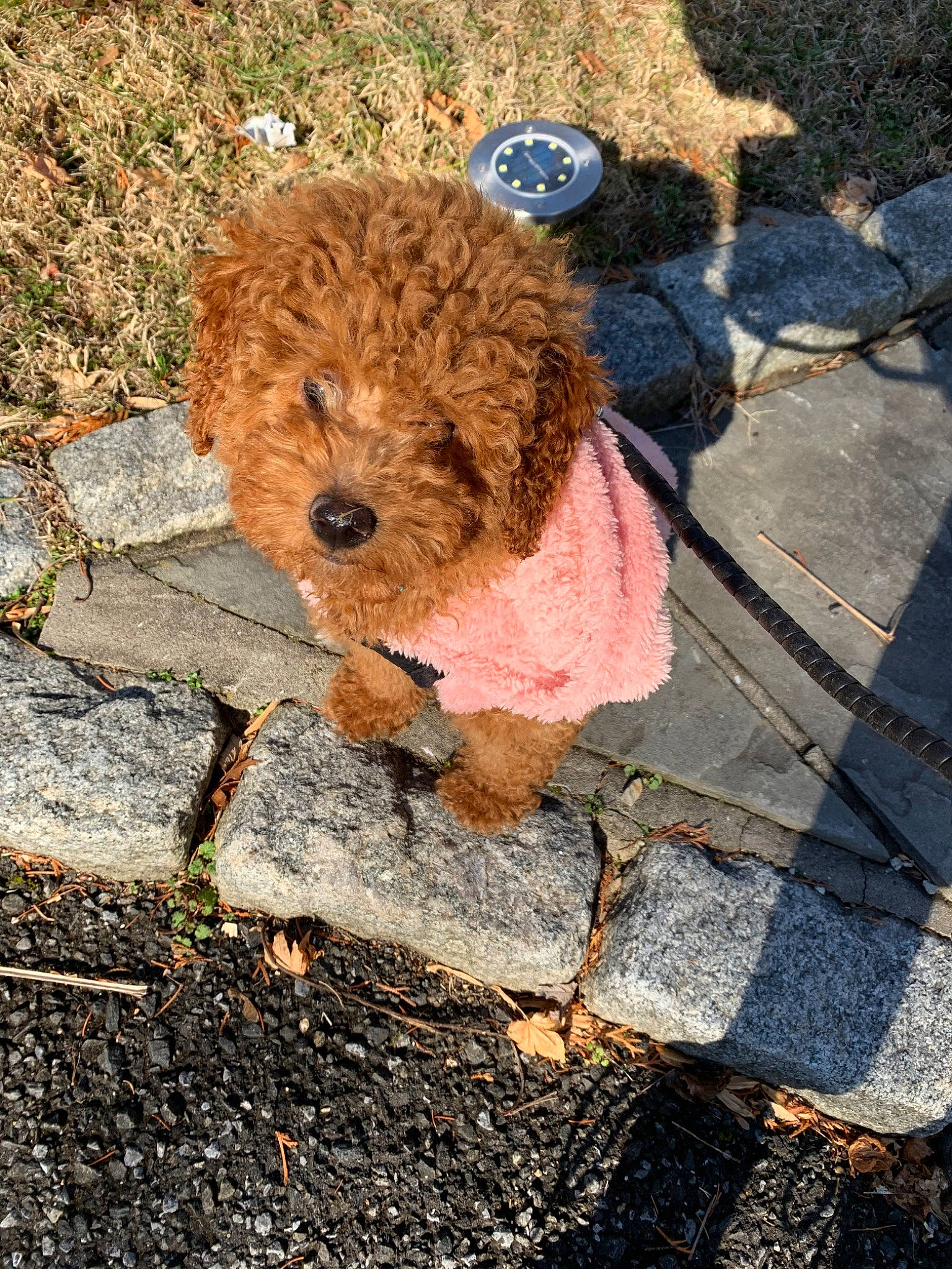 Scottie is registered to the contest to win money with this photo: barbet, canidae, carnivore, cockapoo, companion_dog, dog, dog_breed, goldendoodle, labradoodle, lagotto_romagnolo, mammal, miniature_poodle, non_sporting_group, poodle, poodle_crossbreed, spanish_water_dog, sporting_group, toy_dog, toy_poodle, water_dog