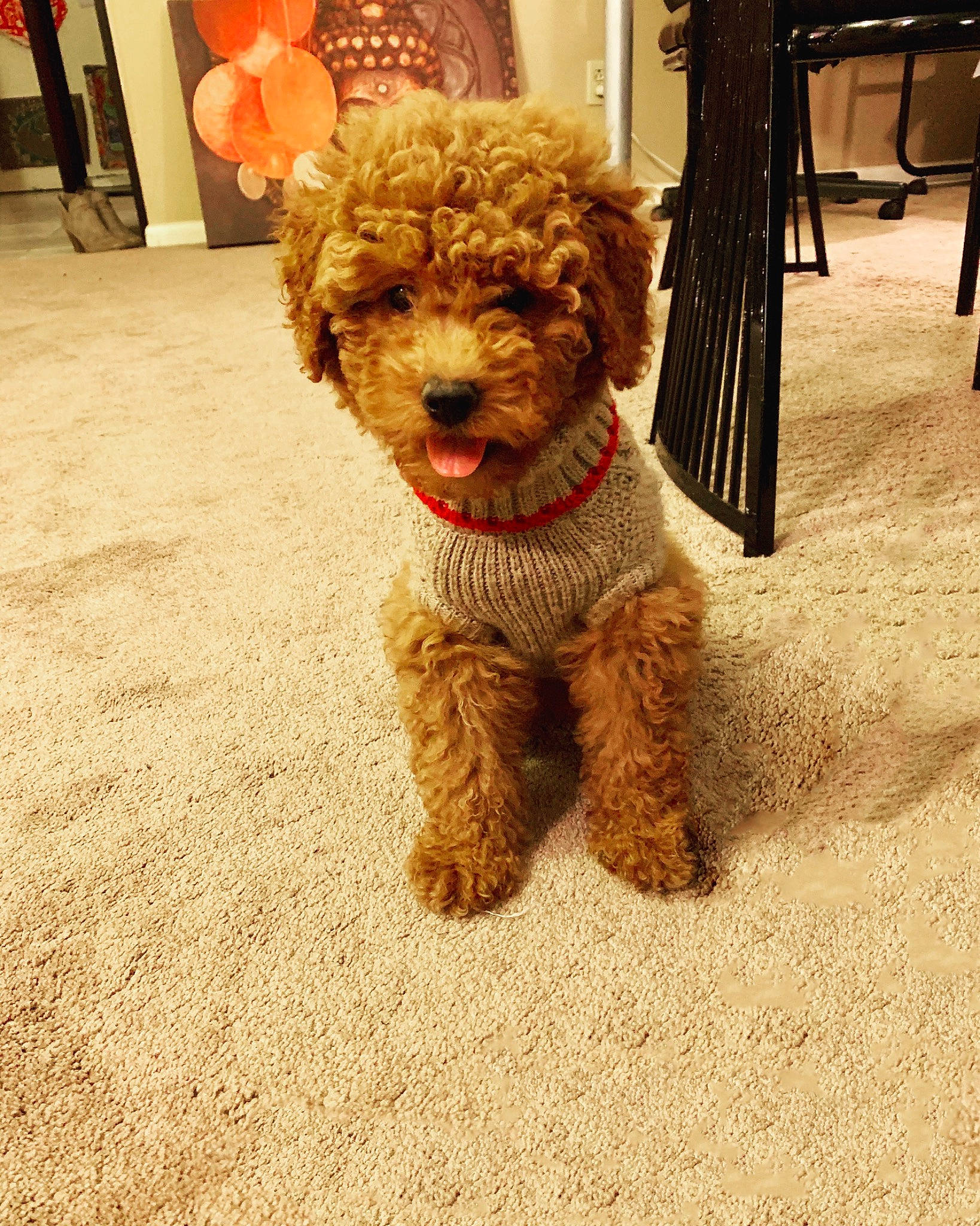 Scottie joined the competition — help win amazing prizes! canidae, carnivore, cavapoo, cockapoo, companion_dog, dog, dog_breed, goldendoodle, labradoodle, maltepoo, miniature_poodle, non_sporting_group, poodle, poodle_crossbreed, puppy, schnoodle, sporting_group, teddy_bear, toy_dog, toy_poodle