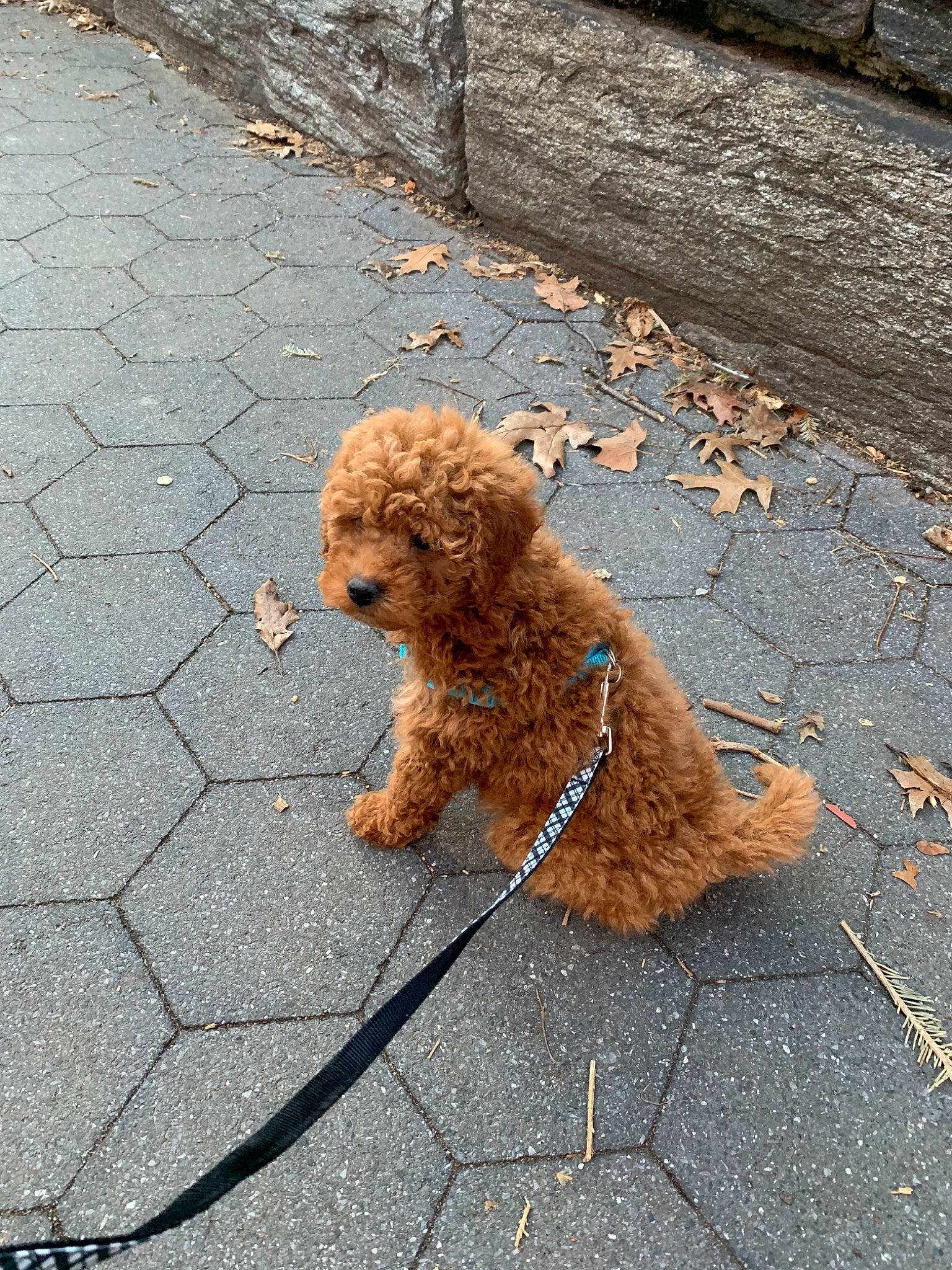 Scottie is registered to the contest to win money with this photo: barbet, canidae, carnivore, cavapoo, cockapoo, companion_dog, dog, dog_breed, goldendoodle, leash, mammal, miniature_poodle, non_sporting_group, poodle, poodle_crossbreed, road_surface, sidewalk, sporting_group, toy_dog, toy_poodle