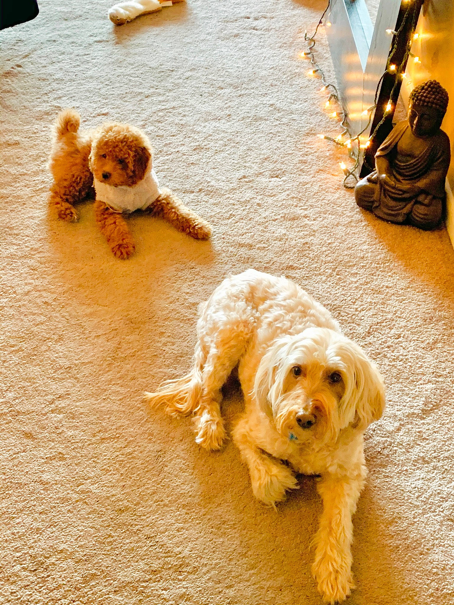 Scottie is registered to the contest to win money with this photo: american_cocker_spaniel, canidae, carnivore, cavachon, cavapoo, cockapoo, companion_dog, dog, dog_breed, dutch_smoushond, goldendoodle, havanese, poodle_crossbreed, puppy, schnoodle, spinone_italiano, sporting_group, terrier, tibetan_terrier, toy_dog