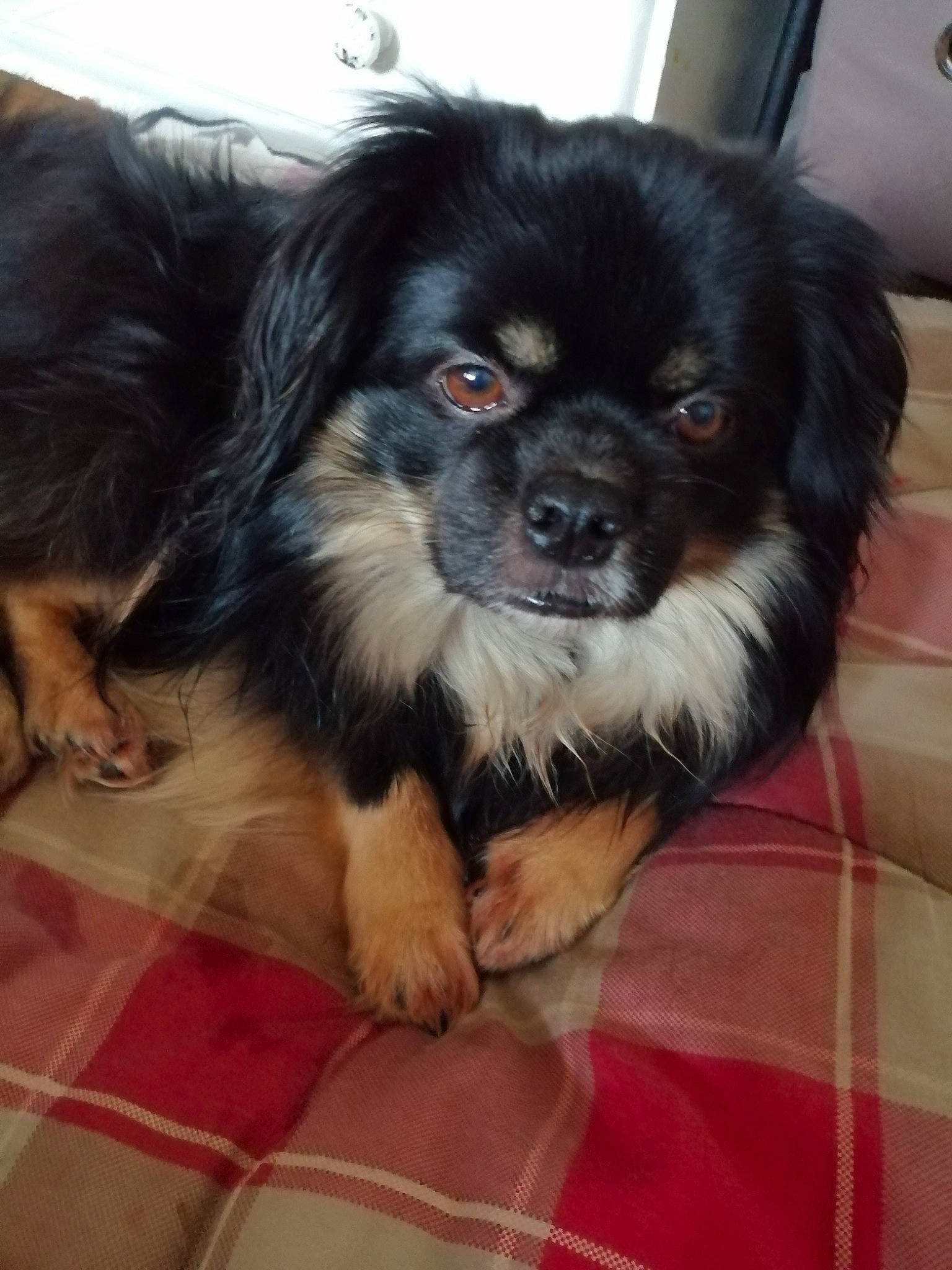 Liroy participe au concours pour gagner de l'argent avec cette photo : canidae, carnivore, companion_dog, dog, dog_breed, dog_supply, fawn, fur, paw, puppy, snout, sporting_group, sports_equipment, terrestrial_animal, toy_dog, whiskers, working_animal, working_dog