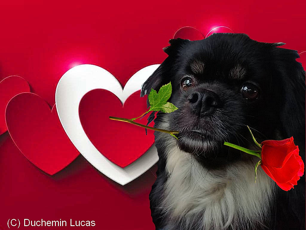 Liroy participe au concours pour gagner de l'argent avec cette photo : carnivore, collar, companion_dog, dog, dog_breed, dog_collar, dog_supply, event, fashion_accessory, font, fur, gesture, happy, liver, pet_supply, petal, plant, snout, toy_dog, working_animal